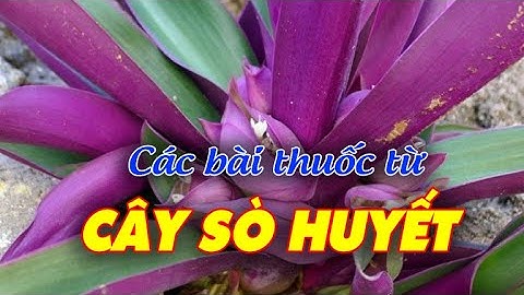 ĐIỆN BIÊN - Các bài thuốc từ cây Sò huyết | Vị thuốc quanh ta