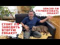 ОПАСНО ЛИ СТЕРИЛИЗАЦИЯ СОБАКИ | а также какую вторую собаку и породу завести