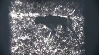 Video Di Caccia Depoca - Addestramento Cani Da Caccia - Wwwcacciandocom