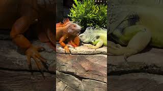 Sunbathing #petstationkannur