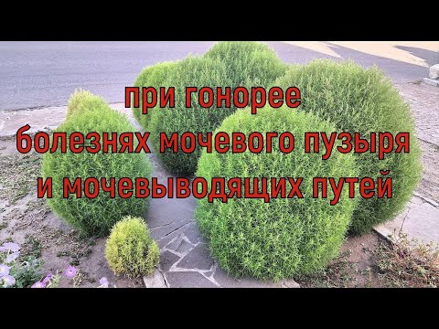 Video: Կոչիա թագ՝ նկարագրություն, լուսանկար, տնկիներ տնկում և խնամք