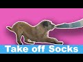 Assistance Dog Task: Taking off socks