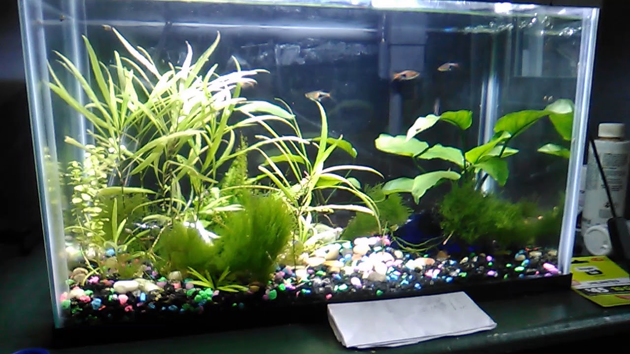 video editing software free Busy ten gallon tank