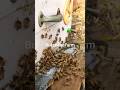 Nature’s Best Worker #bees #honey #beekeeping #Buzzbeesfarm #madhumakhipalan #viralshorts #viral