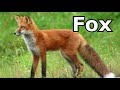 Fox Sounds Fox Pictures The Sound A Fox  Makes Animal Sounds