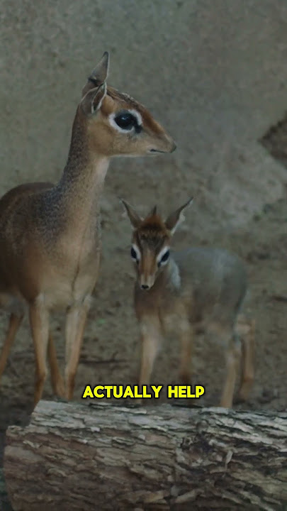 Dik-Dik: Nature’s Cutest Speedster