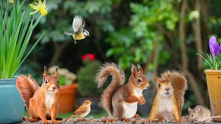 Fun for Cat TV 😸 Flower Party with Forest Friends 🐦🐿️ Videos to Relax Cats 💯 May 14, 2024