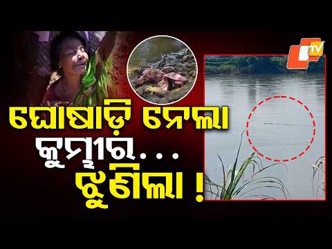 ଅତି ଭୟଙ୍କର, ବୃଦ୍ଧଙ୍କୁ ଟାଣିନେଲା କୁମ୍ଭୀର... | Crocodile Terror in Jajpur #otvdigital