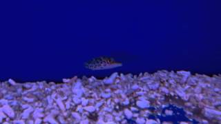 Canthigaster Leoparda