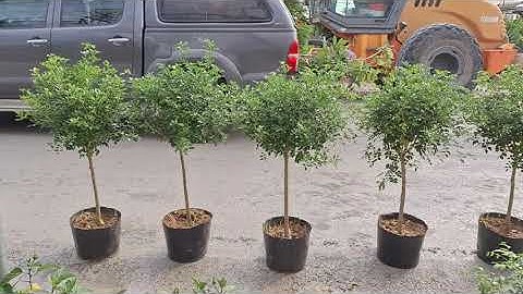 Bán cây nguyệt quế lá nhỏ thoát thân 50cm 0977973535