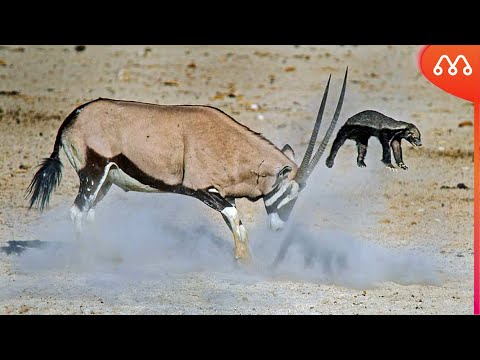 Videó: Vastaglevelű Fűrész