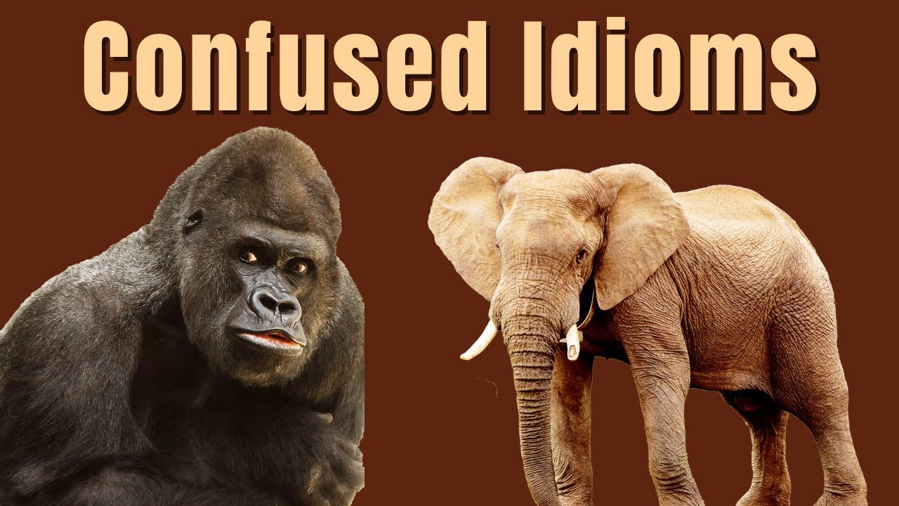 Elephant in the Room, White Elephant, & 800Pound Gorilla Confused