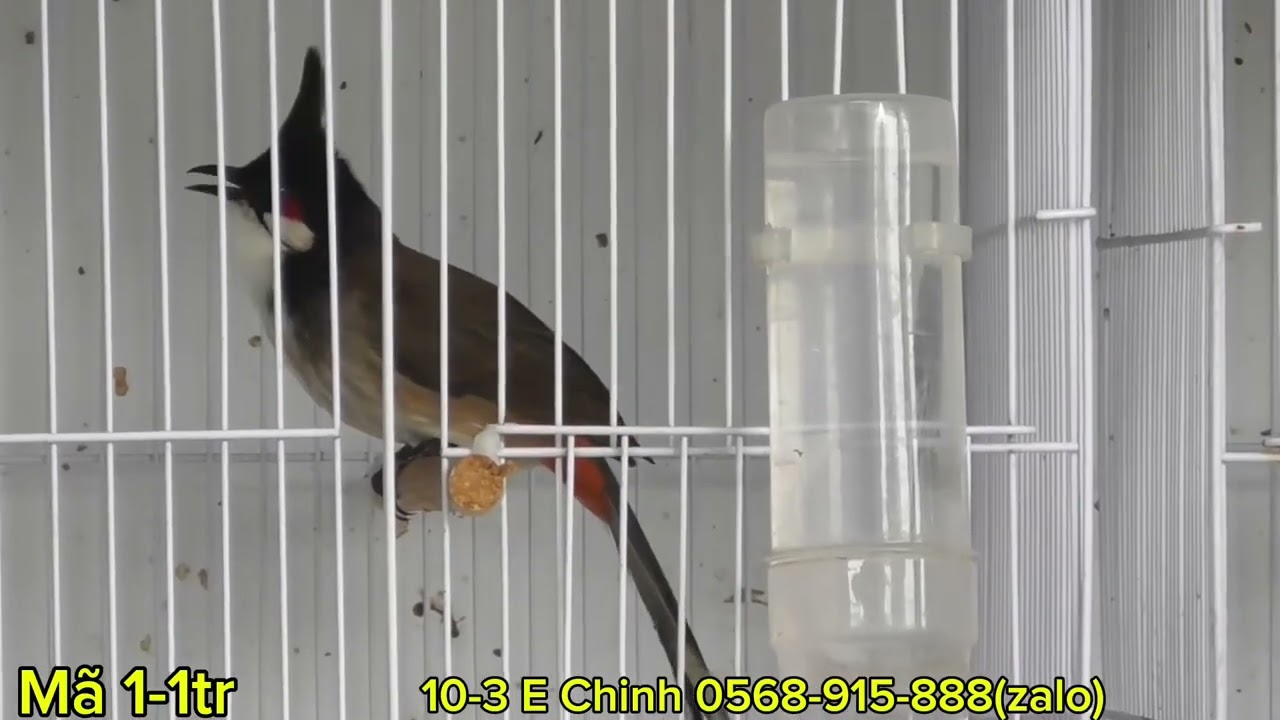 10-3 Gửi Ae Lô Hàng Chất Như Nước Cất - Lân - Hàng Hiếm - Chơi Quá Hay -- Mời AE Chọn Lựa Chiến Binh