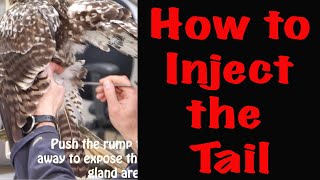 Celebrity How to Inject the Tail quills . Red tailed Hawk Taxidermy, Part 2. Art of Taxidermy Wealth