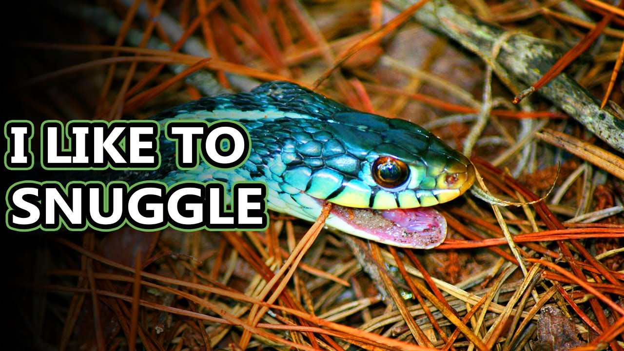 Do Garter Snakes Live Alone Or In Groups?