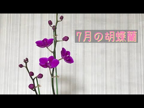 7月の胡蝶蘭 開花中のクィーンビー 梅雨・外置きの4株を紹介