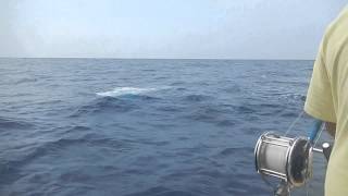 Whale attacking Ono off Kona Coast Whale attacking Ono off Kona Coast