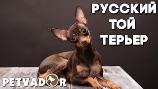 Русский той терьер - всё о породе собак! Уход и забота | Собака породы - русский той терьер