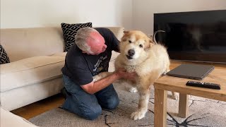 Dogs Go Crazy When They Realise Grandads In The House, There Were Zoomies And Tears