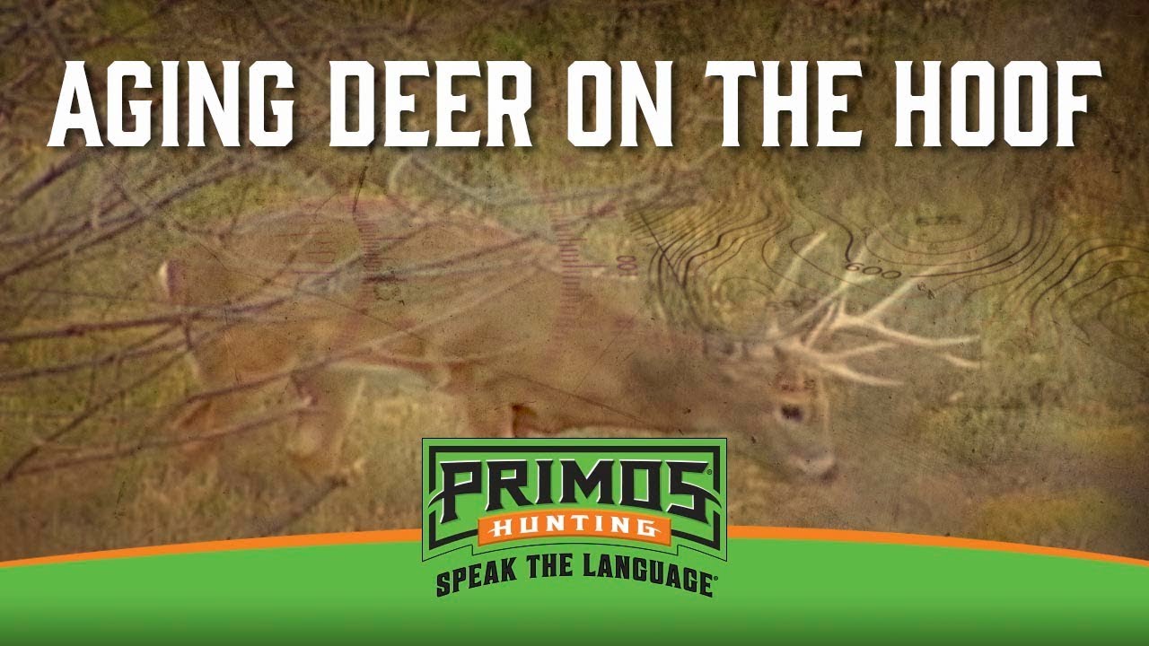 Aging Deer On The Hoof Chart