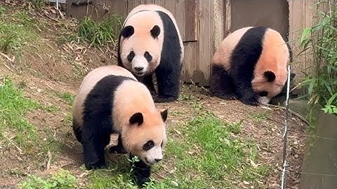[판다월드] 오늘은 더 안 놀겠다는 후더지 후이💕 할부지 문을 열어 주딥디오