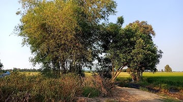 Đi thăm ruộng mùa nước nổi - Cảnh đẹp thật thanh bình / Trung Hoàng Vlogs