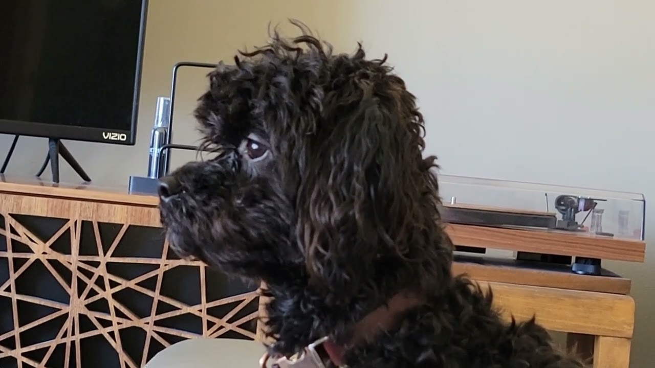 Porter watching out the window