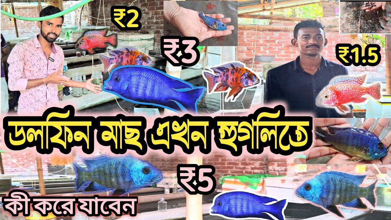 হুগলীতে এখন cichlid  farm 🐠 রঙিন মাছের ফার্ম হুগলীতে । Hooghly fish farm/ cichlid farm