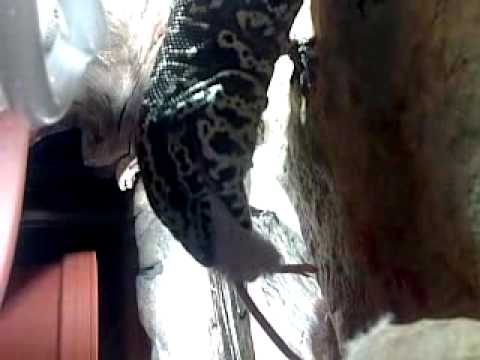 lizard island 29122009012.mp4