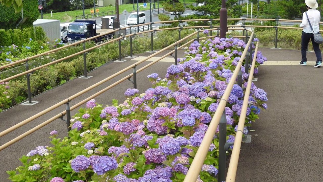 二子玉川自然 感 察日記燕紫陽花今が旬二子玉川公園年6月8日 Youtube