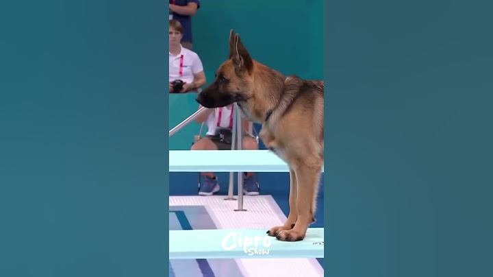 Olimpiada de clavados perrunos #viralvideo #humor