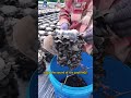 Picking them off one by one—harvesting wood ears is more satisfying than counting cash!