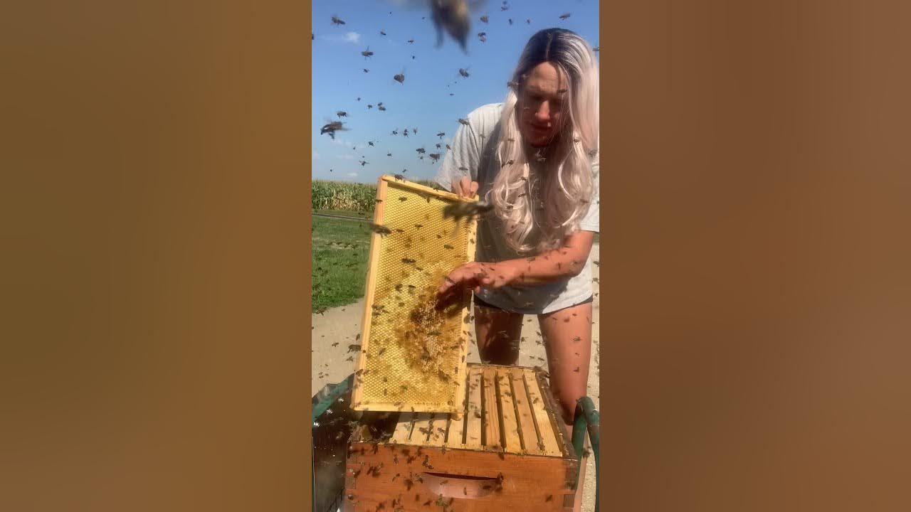 Bees cleaning supers... YouTube