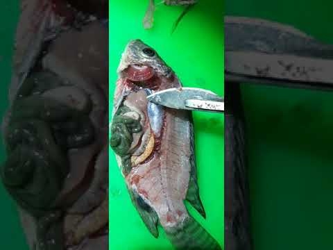 Vídeo: Peixe da Cruz - hábitos e características