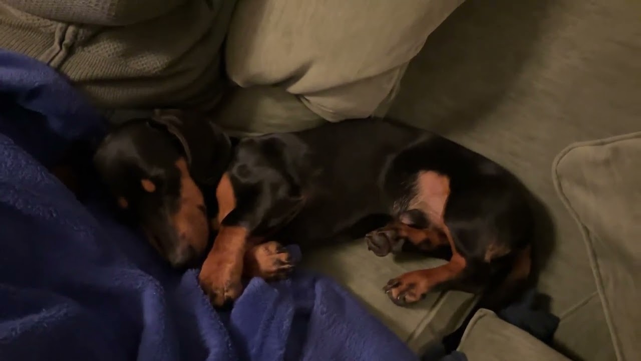 The most unique sausage dog YouTube
