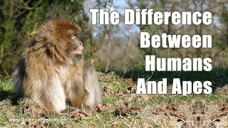 Is there a difference between humans and apes?
30X2 VIDEO: Humans are created in the image of God... that makes us very unique... and results in major differences.
For example, like God, Humans are moral creatures... we have a sense of justice... and a desire for justice. No animal establishes a court system to ensure justice.
Humans are innovative, creative, and able to accomplish complex tasks, and make powerful tools and compose symphonies. Apes dont even compose simple childrens songs. They do not paint masterpieces nor draw cartoons. They do not build skyscrapers nor small sheds. They have never gone to the moon, nor into the depths of the oceans... nor have they shown any inclination or desire to explore, build, or create, or do any of these things.
And only humans have a knowledge of God... only humans worship... many times knowing there is a God, but suppressing that knowledge to worship the creation. Apes dont do this.
Apes dont have universities, and they dont teach mathematics. They have no curiosity about how things work. Humans teach apes to communicate and do simple tasks, but apes never create logic, or memory, or reasoning tests for humans.
Yes, we are very different and not just physically and intellectually. It goes beyond that... to the expression of the human soul... our never ending desire to know more and go further, to create and grow... because unlike any animal... we are made in the image of God.
For more go to http://www.SciencePastor.com/imageofgod
Image credit: https://commons.wikimedia.org/wiki/File:Kanzi,_conversing.jpg William H. Calvin, PhD
To subscribe to our channel click here: https://www.youtube.com/channel/UCGSM19Qz1hgwLCZFhiPI3OQ?view_as=subscriber?sub_confirmation=1 Is there a difference between humans and apes?
