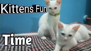 Kittens Playing | Cute Kittens | Funny cat videos