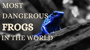 TOP 4 MOST DANGEROUS FROGS IN THE WORLD