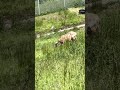 A lot of Goats on the side of the Reservoir? Not sure why ?