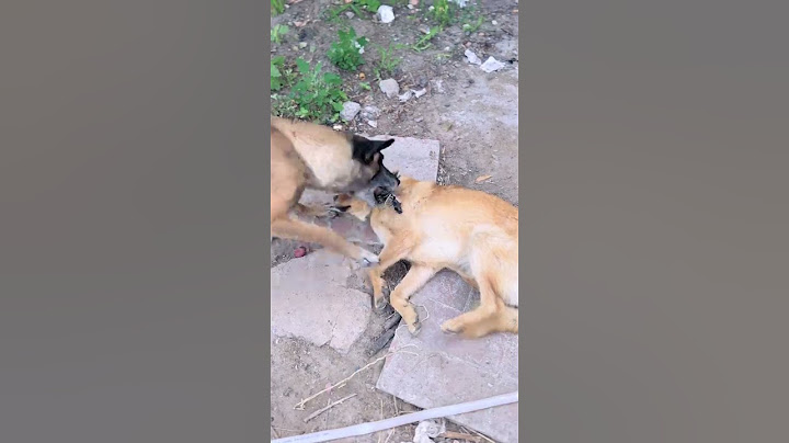 In times of danger, emergency rescue dogs are awesome!