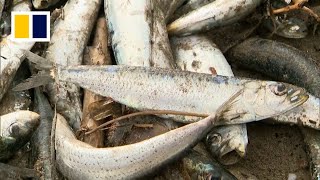 Thousands of dead fish wash up in northern Japan