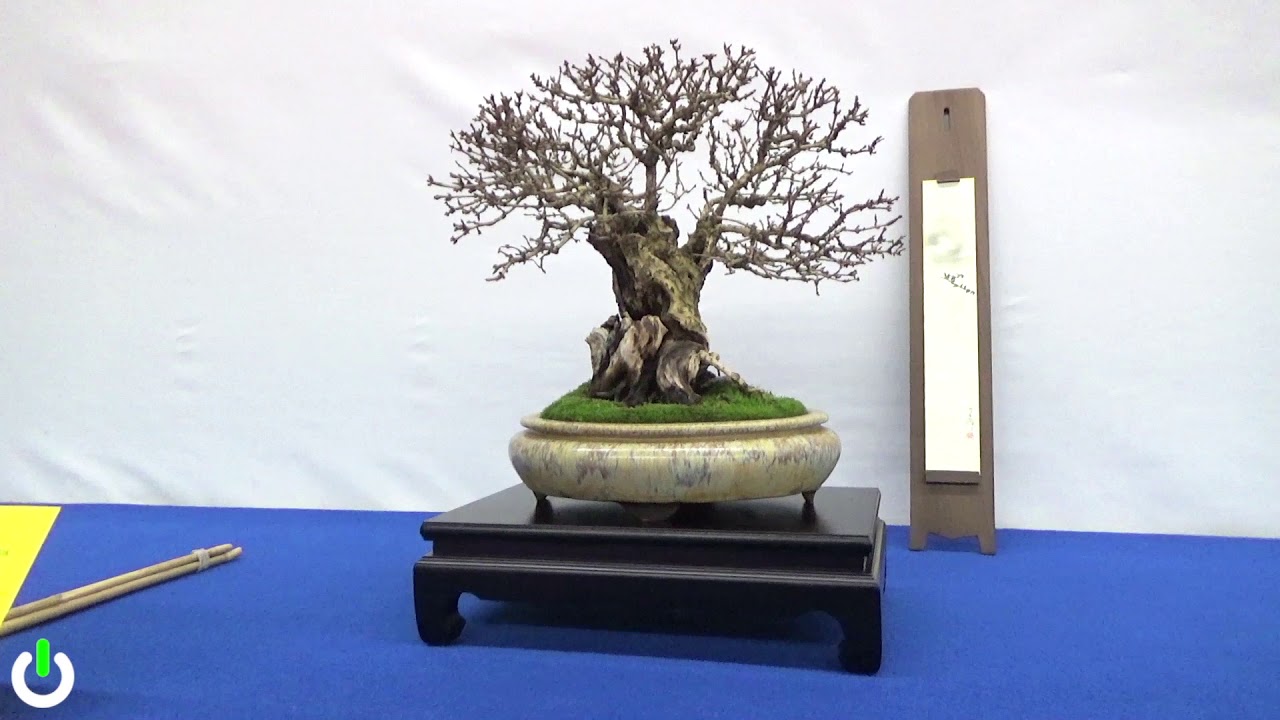 Weigelie  BONSAI.ZONE  Bonsaikunst und -zubehr der europischen Art