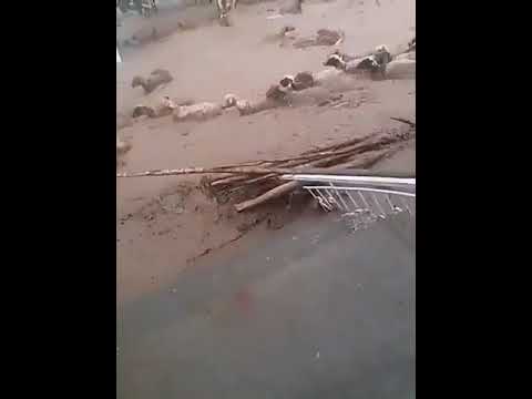 السيل ياسدرة الغرمول