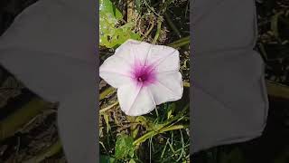 mizanur_rahman_azhari_waz nature beautiful new new bangla youtube youtubeshorts