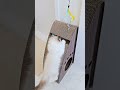 오래 매달리기 #고양이 #cat #랙돌 #ragdoll