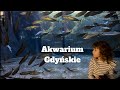 Co zobaczyć w Gdyni | Fascynujący świat Akwarium Gdyńskiego