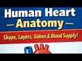 Journey Through the Heart: Understanding Blood Flow &amp; Anatomy”