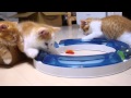 子猫のキャッチボール