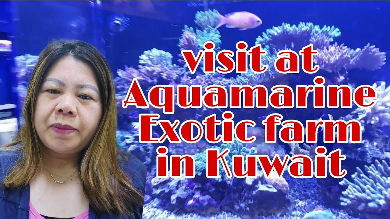 Visiting The marine world Aquarium fish shop YouTube