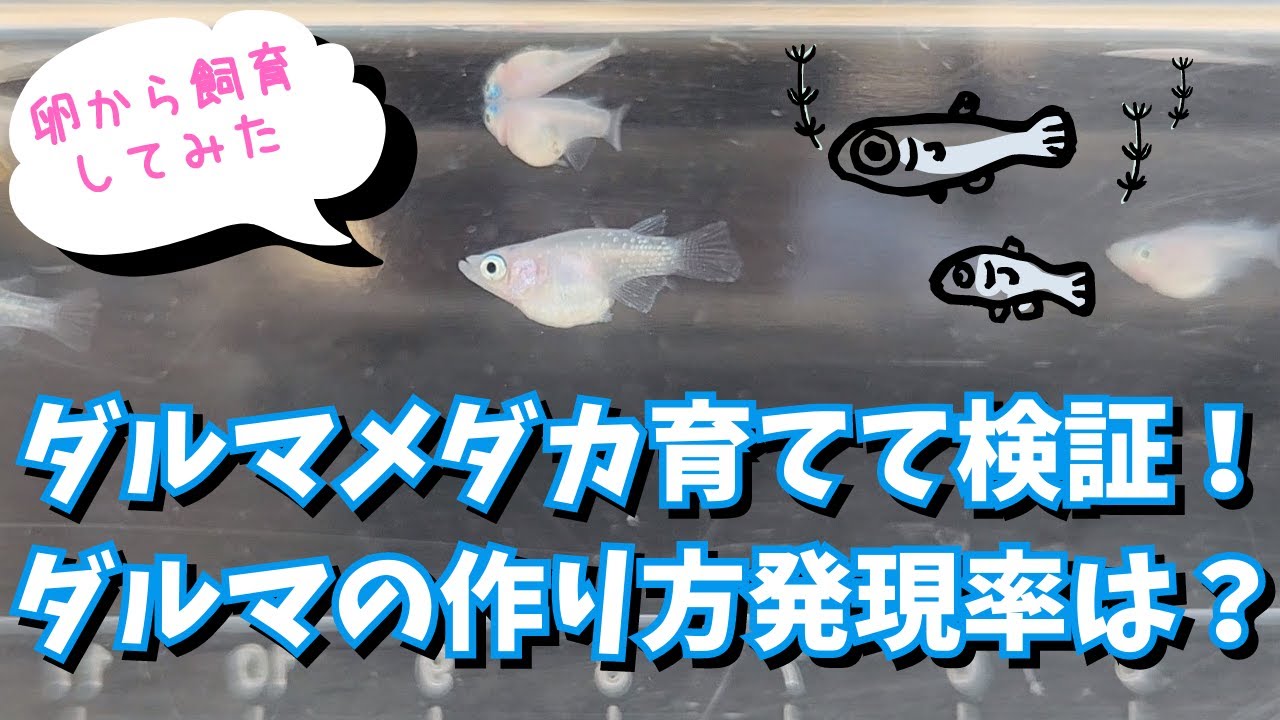 ダルマメダカの卵～針子、稚魚まで育てて検証！ダルマの作り方・発現率は？